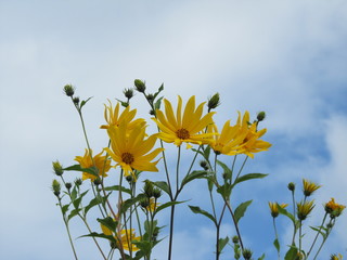 жовті квіти