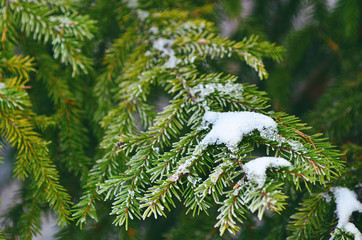 Green spruce in the snow. Spruce in the winter. Symbol of new year holidays. The symbol of the New year. Drops of water on the branches of spruce. Snow on fir branches. Pine branches. Christmas mood. 