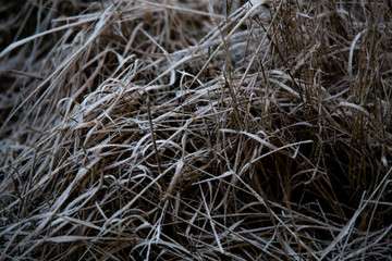 frozen background.  Abstract frost grass