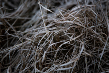 frozen background.  Abstract frost grass