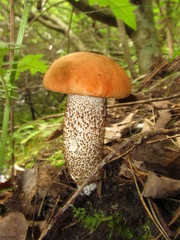 підберезовик