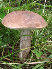 підосичник