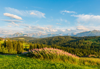 Naklejka premium Summer mountain country view