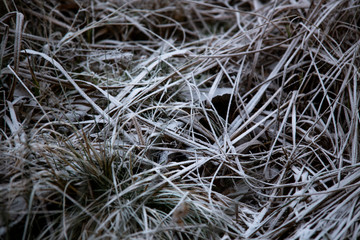 frozen background.  Abstract frost grass