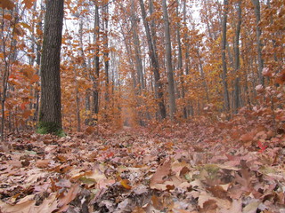 осінній ліс