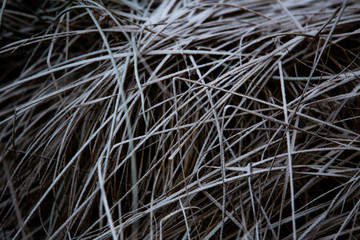 frozen background.  Abstract frost grass