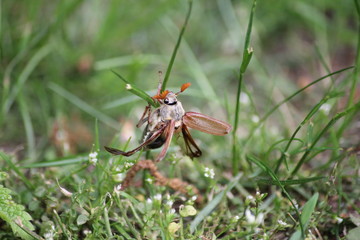 Maikäfer
