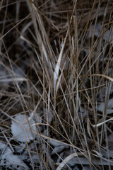 frozen background.  Abstract frost grass