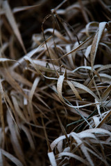 frozen background.  Abstract frost grass