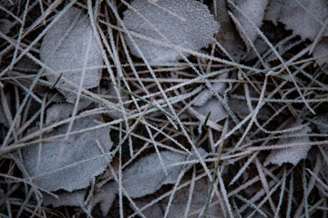 frozen background.  Abstract frost grass