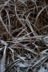 frozen background.  Abstract frost grass