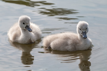 jeune cygne