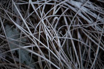 frozen background.  Abstract frost grass