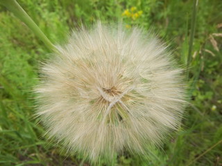 dandelion on green background