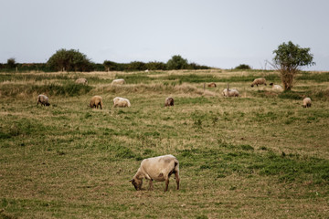 Naklejka na ściany i meble Moutons sur l'île de Tatihou