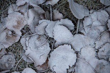 frozen background.  Abstract frost grass