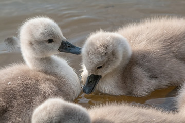 jeune cygne