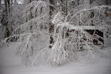verschneiter Wald beim Tanzplan (Sebnitz)