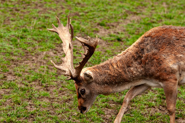Hirsch auf einer Wiese am Waldrand beim grasen