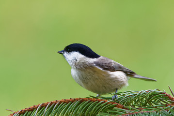 Marsh tit