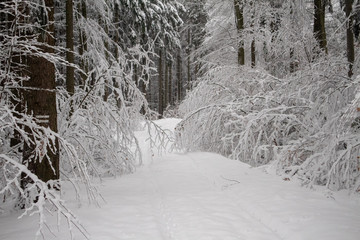 verschneiter Wald beim Tanzplan (Sebnitz)