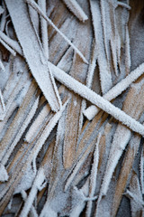 frozen background.  Abstract frost grass