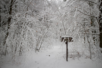 verschneiter Wald beim Tanzplan (Sebnitz)