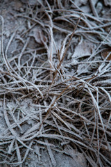 frozen background.  Abstract frost grass