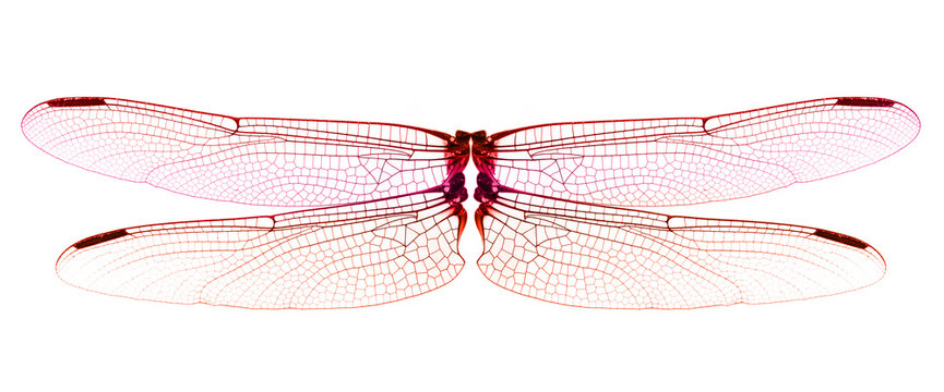 Red Dragonfly wings isolated on white background.