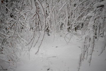 verschneiter Wald beim Tanzplan (Sebnitz)
