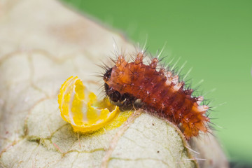 Young Burmese Batwing (Atrophaneura varuna zaleucus) caterpillar