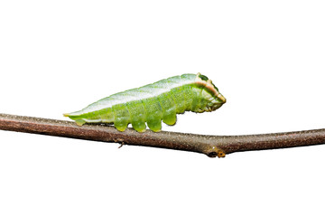 Five-bar Swordtail caterpillar