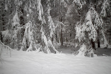 verschneiter Wald beim Tanzplan (Sebnitz)