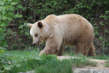 Bär