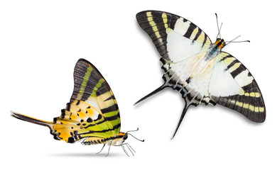 Five-bar Swordtail butterfly