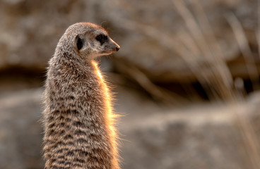 Fototapeta premium Erdmännchen sonnt sich vor Felsen in der Wildnis