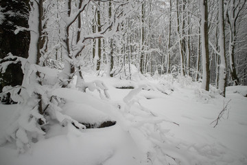 verschneiter Wald beim Tanzplan (Sebnitz)