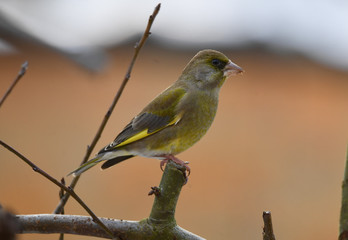 Fototapeta premium Männlicher Grünfink