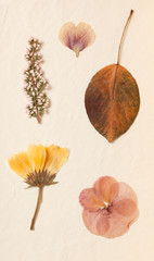 Dried flowers and leaves decoration
