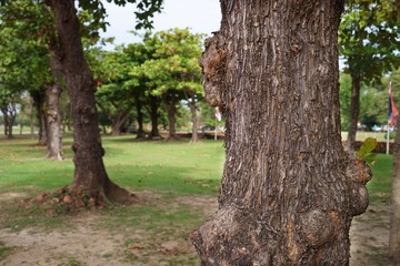 tree in the park