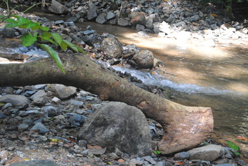 la pata de elefante. 