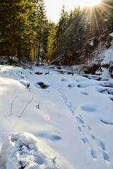 winter landscape with river and trees