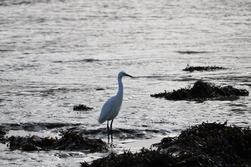 Aigrette garzette