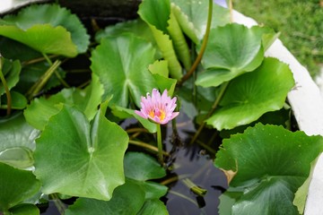 lotus flower in pond