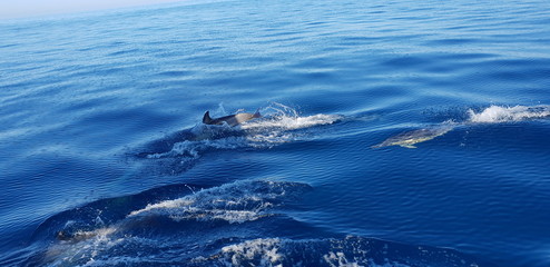 Dolphins in the Algarve, Portugal 