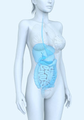 Naklejka premium Digestive system of a woman, medically illustration
