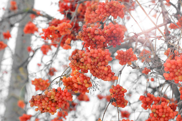 Viburnum In The Snow. Beautiful winter.
