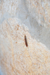brown hairy caterpillar climbing crawling on a exterior wall of building