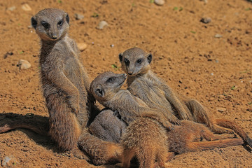 Erdmännchen am Morgen nach der Party