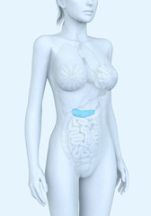 Naklejka premium Pancreas of a woman, medically illustration